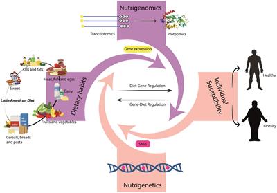 Genetics, genomics, and diet interactions in obesity in the Latin American environment